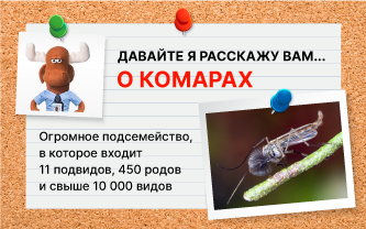 Комары-звонцы, или хирономиды Комары-звонцы, или хирономиды