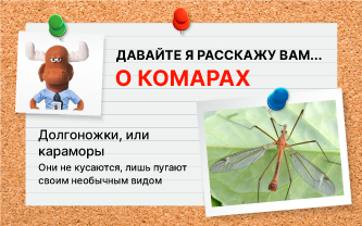 Долгоножки, или караморы Долгоножки, или караморы