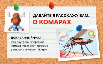 Какие органы есть у комара? Какие органы есть у комара?