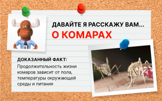 Самец живет в 2 раза меньше самки Самец живет в 2 раза меньше самки