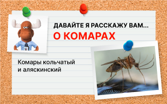 Жгучие комары, или теобальдии Жгучие комары, или теобальдии